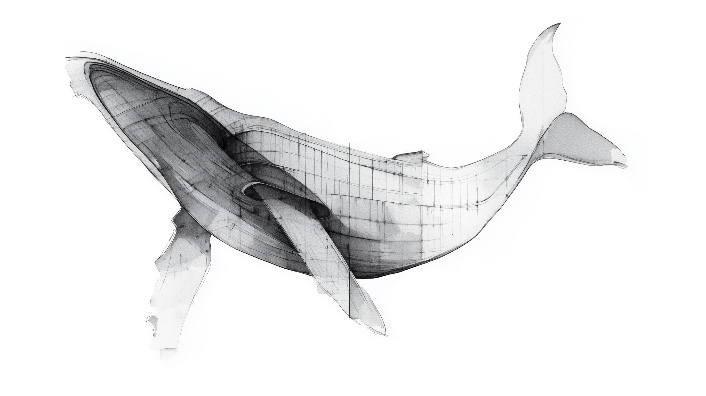 A technical drawing of a whale.